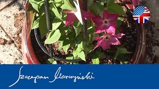 Clematis and other climbers on the balcony  planting [upl. by Bremen486]