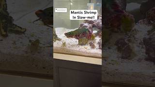 Mantis Shrimp in SLOWMO [upl. by Amalie898]