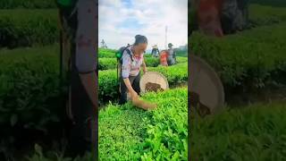 Agriculture Farming farming newtechnologyideas agriculturelife agriculture machines [upl. by Bekki787]