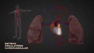 Circulação sanguínea [upl. by Aianat]