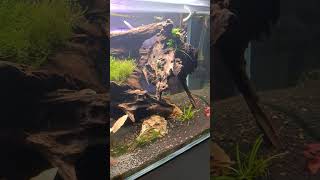 3ft Aquascape planted tank  CO2  red plants  maintenance music fish aquarium snails pleco [upl. by Dorrej]