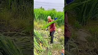 Beautiful and healing rural life  fruit pickingfruitpickvillagelife satisfyingnaturerurallife [upl. by Nikolaus494]