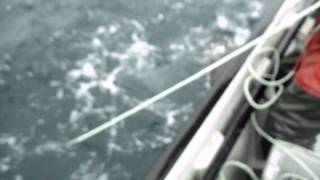 Halibut Fishing off Coxs Cove newfoundland canada 2011 [upl. by Aihsital]