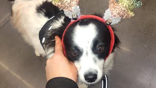 Walmart Christmas shopping VLOG service dog and LoganonYouTube [upl. by Brubaker460]