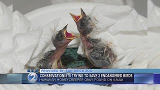 Newly hatched endangered Hawaiian birds being closely watched [upl. by Yehudi]