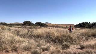 Ken 5  New Mexico Quail Hunting [upl. by Neal728]