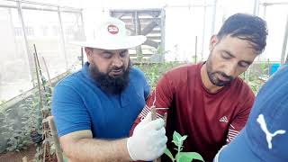 Air layering in Apple Clonal Rootstocks  Full Demonstration  M9  MM106  MM111  HortiKashmir [upl. by Nnylram]