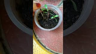 Gomphrena plant grow from seedstrending shortvideo terraceflowers indoorplants flowers viral [upl. by Chuu]