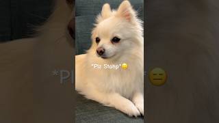 Sassy dog avoids eye contact at all costs 🙈 pomeranian dog funny [upl. by Eyeleen991]