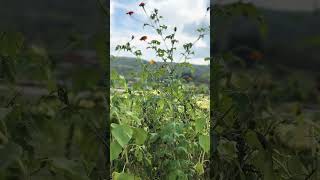 Fishkill Farms  NY  butterfly [upl. by Agneta733]