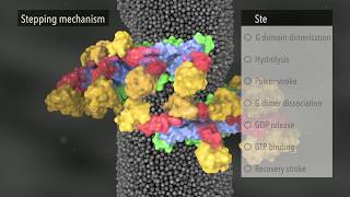 Membrane constriction by Dynamin [upl. by Ddart159]