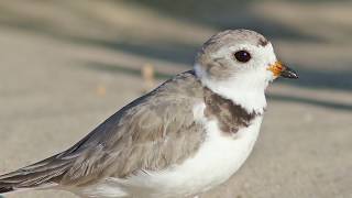 Plovers are back in Green Bay [upl. by Adnamor832]