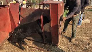 Branding Tagging Vaccinating and Castrating a Calf in Under a Minute and a Half [upl. by Llerroj382]