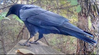 Common Raven cawing school [upl. by Ymme]