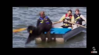 Dogs 101 Newfoundland Animal Planet HD Production [upl. by Anaiv]