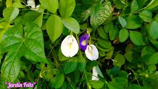 Cerco vivo plantas clítoris azul blanca de guías jardinfeliz [upl. by Eronaele625]