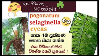 Biology  Life cycle of Cycas Nephrolepis pogonatum selaginella  plant Reproduction [upl. by Phaih]