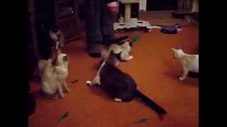 Holly and the Destrier Cats Fast and Furious Fun [upl. by Anayk]