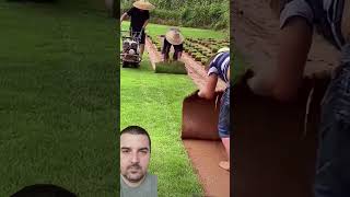 Cutting and storing lawn grass for later replanting [upl. by Atkinson]