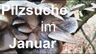 Pilzsuche im Januar in der Schweiz mit dem Pilzkanal [upl. by Edie]