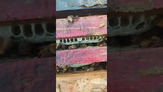 Bee lovers viralvideo beehive nature honey beeslife beecolony facts beelife beehome [upl. by Eelirol106]