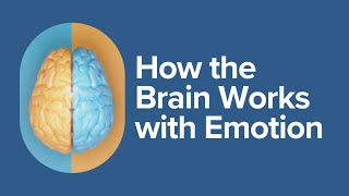 How the Brain Works with Emotion [upl. by Eahsan]