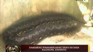 24oras Pinakamalaking sawa in captivity makikita sa Bohol [upl. by Birgit]