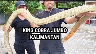 INILAH SOSOK KING COBRA JUMBO KALIMANTAN MILIK DIAZ BORNEO  MANDA PETUALANG  KING COBRA [upl. by Mikes387]