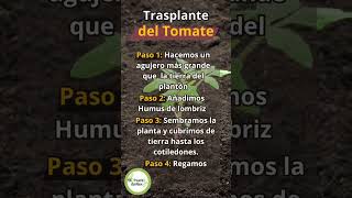 ¡Descubre cómo cultivar tus propios tomates  EcoHuerto de Alex [upl. by Ignacius286]