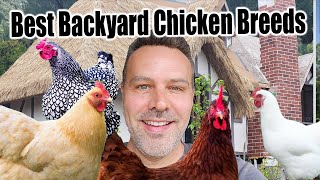 The Best Backyard Chicken Breed for YOU [upl. by Ettennahs62]