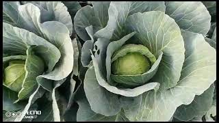 PART 15 OF OUR 90 000 PLANTS OF CABBAGES FARMING trending gardening fruit [upl. by Dahsra402]