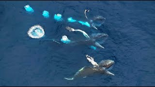 Extraordinary Humpback whales feeding  ANTARCTICA Gerlache Strait Amazing Planet 4K 2023 [upl. by Prestige831]