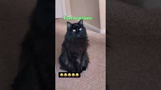 Cats and dogs farts reactions compilation cats dogs fart reactions [upl. by Anrak940]