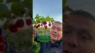 Ai plantat zmeură Butași zmeur remontați farming garden agriculture [upl. by Christoper]