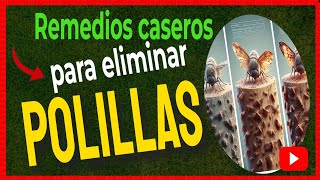 🔴 Cómo ELIMINAR las POLILLAS de la MADERA con remedios caseros [upl. by Omidyar]