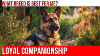 Compare German Shepherd amp Cairn Terrier Size amp Bravery [upl. by Diamante]