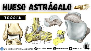 Anatomía Hueso Astrágalo o Talus  Caras Articulaciones Inserciones musculares Ligamentos [upl. by Juliano]