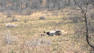 Lion has seizure after chasing wildebeest [upl. by Shelton]