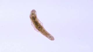 In A Minute Science Planaria [upl. by Aicnelev147]