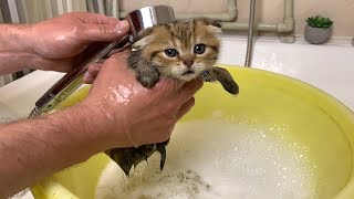 Very cute video Kittens first bath [upl. by Hatnamas110]