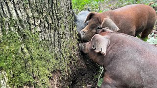 Daily Pig Chores at the Farm  Plus Moving Their Water and Feeder [upl. by Ahsimak]