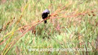 Caboclinhodebarrigapreta Sporophila melanogaster Blackbellied Seedeater MVI0617 [upl. by Rozek577]