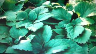 Pachysandra Procumbens For Sale 79 Cents From Grower Tn Tree Nursery [upl. by Ahtnama]