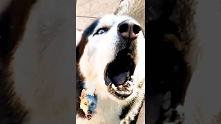 Siberian husky barking husky [upl. by Kay622]