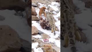 Naive 🐶 VS Snow Leopard [upl. by Huan237]