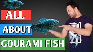 gourami fish  gourami fish की देखभाल कैसे करें [upl. by Nyral]