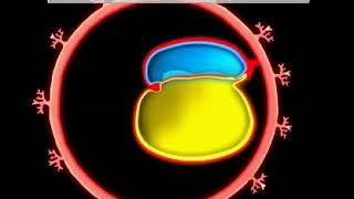 Development of GIT  Animation video  Embryology  Foregut  Midgut  Hindgut  Quick Revision [upl. by Cower]