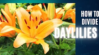 How to divide Daylilies 🌻🌻  FREE PLANTS [upl. by Alaekim]