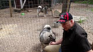 Sage and Karu  Norwegian Elkhound Pair  New Litter Coming [upl. by Ennoirb43]