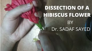 DISSECTION OF A HIBISCUS FLOWER  Floral Whorls [upl. by Ilujna358]